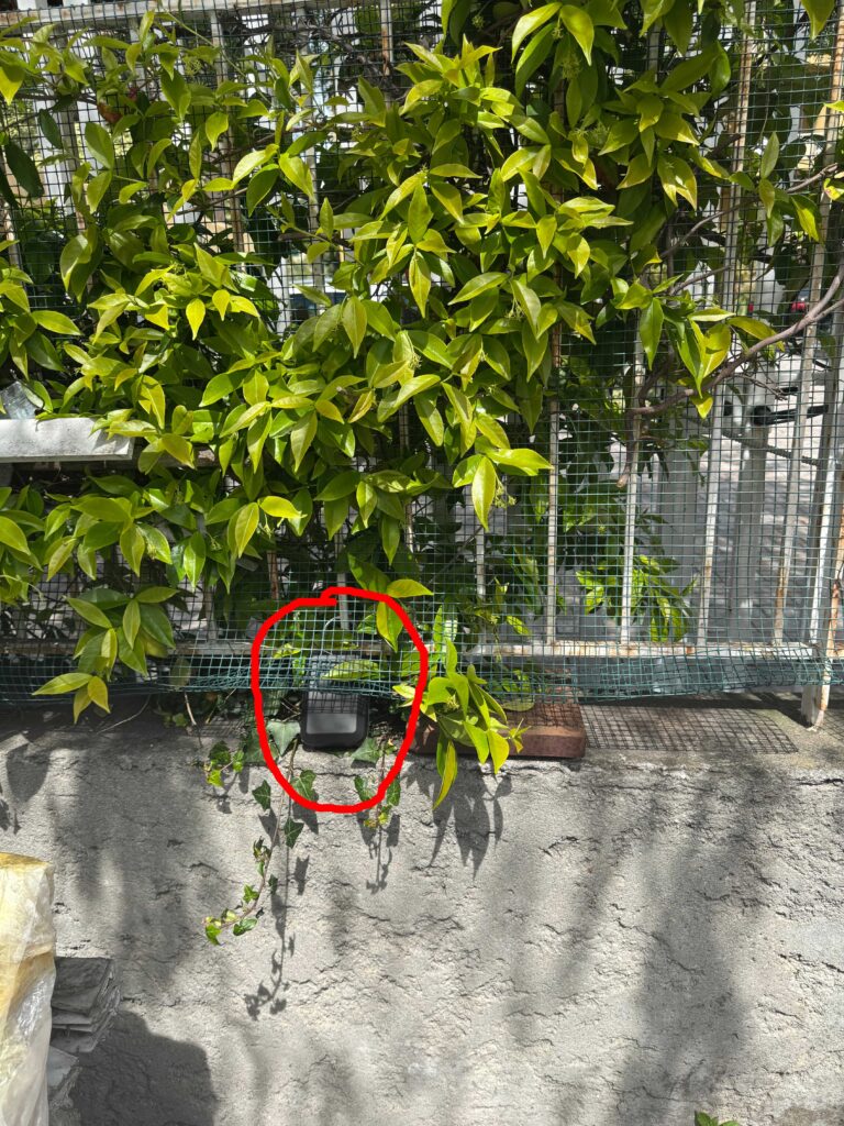 This image has an empty alt attribute; its file name is IMG_3870-768x1024.jpg